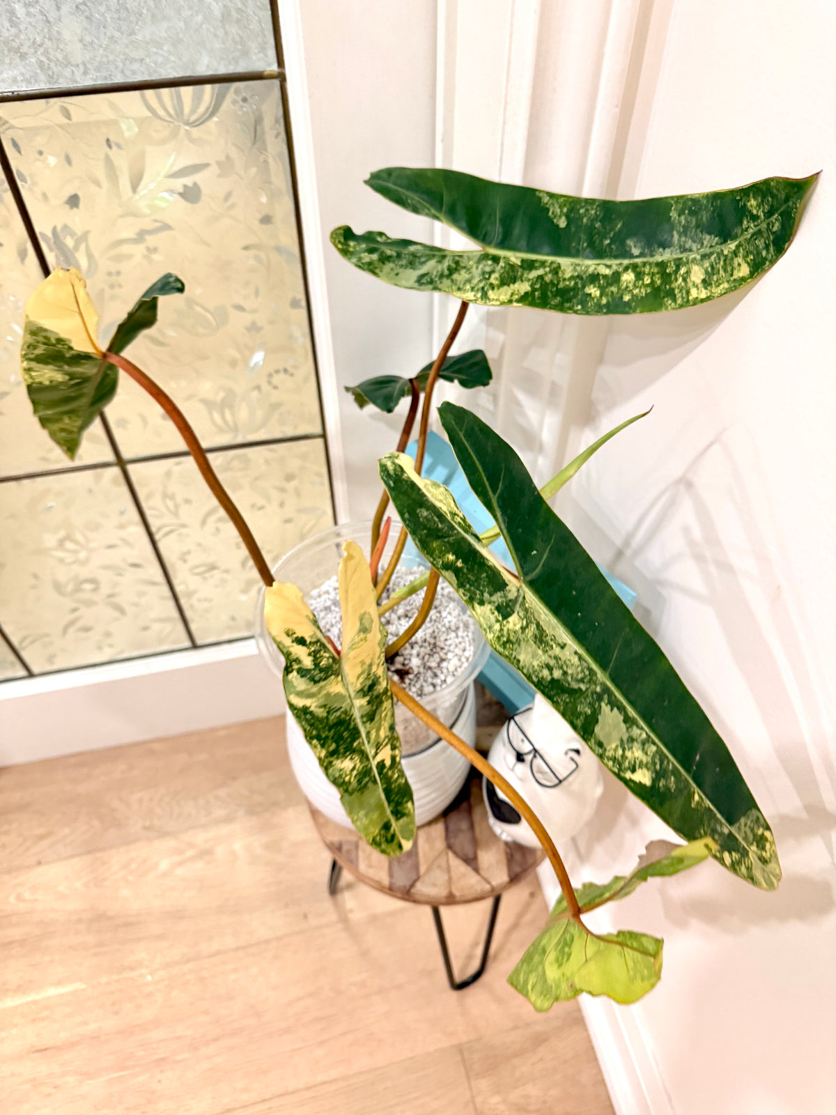 Philodendron Billietiae Variegated
