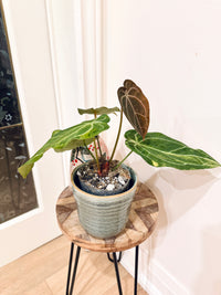 Anthurium Crystallinum x Forgetii Variegated