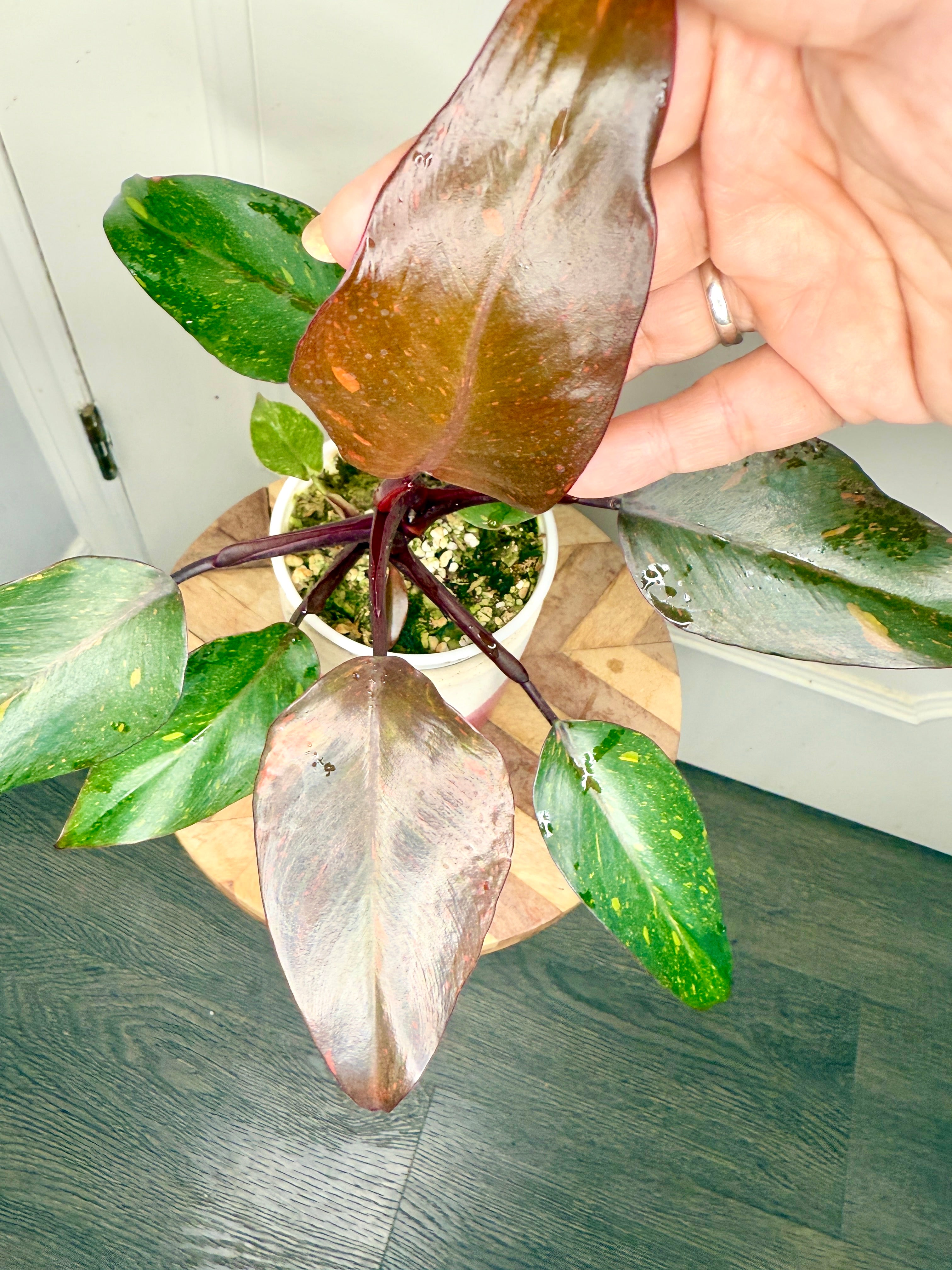 Philodendron Orange Princess – Rare Tropical Plants Canada