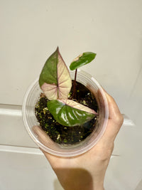 Alocasia Serendipity