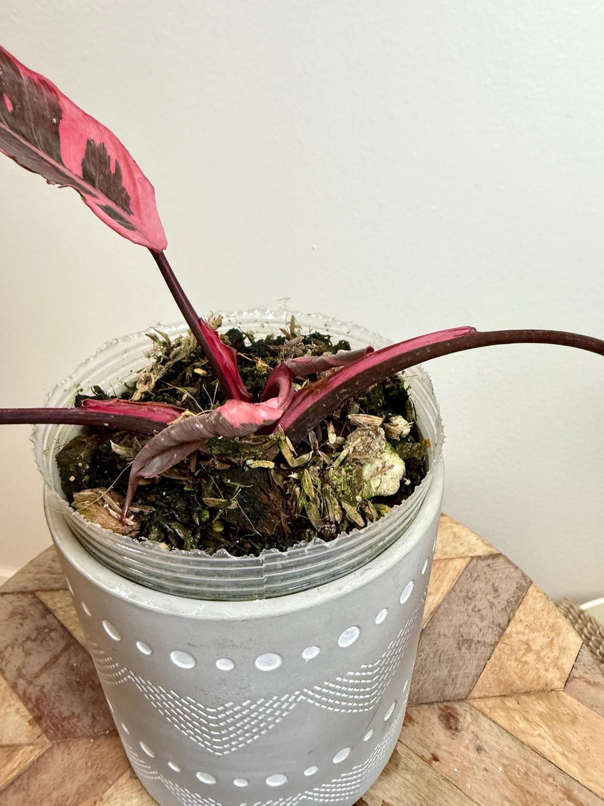 Philodendron Pink Princess Mutation