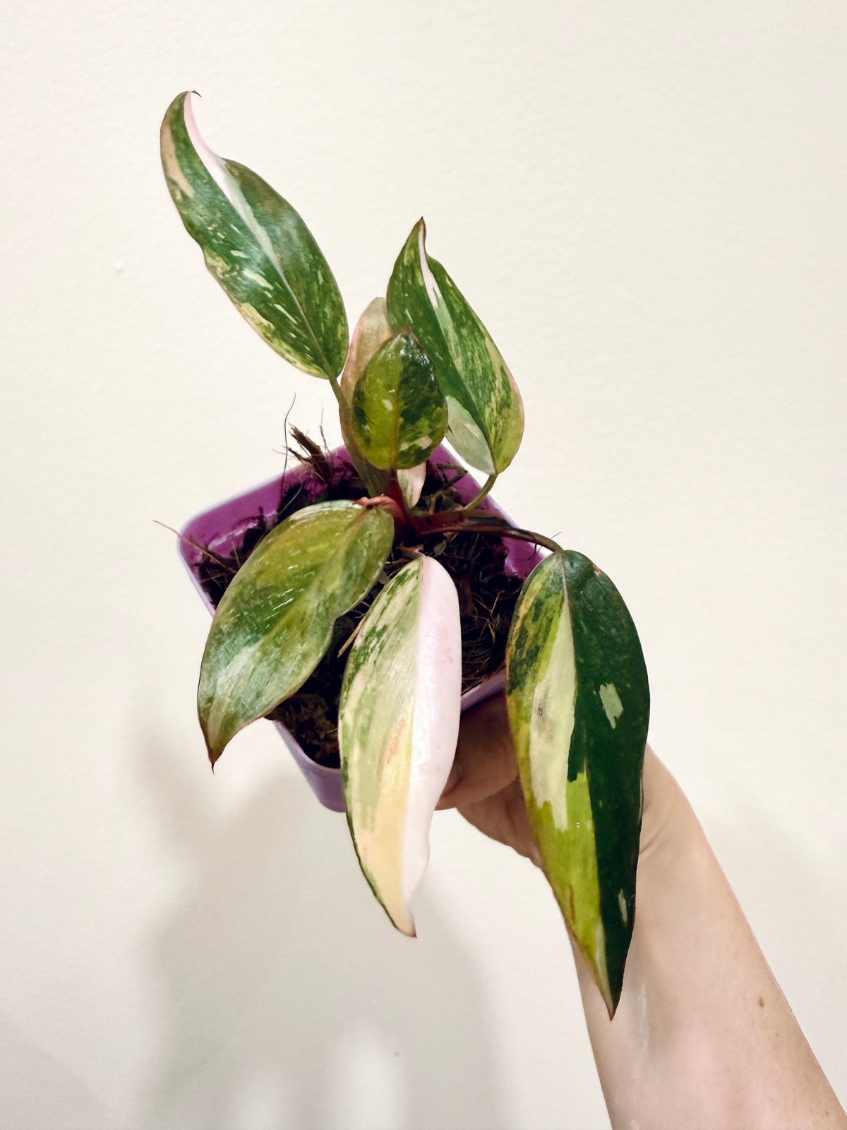 Philodendron Princess Tricolour