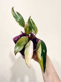 Philodendron Princess Tricolour