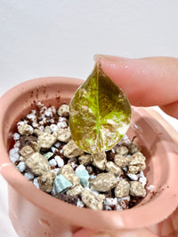 Alocasia Cuprea True Pink