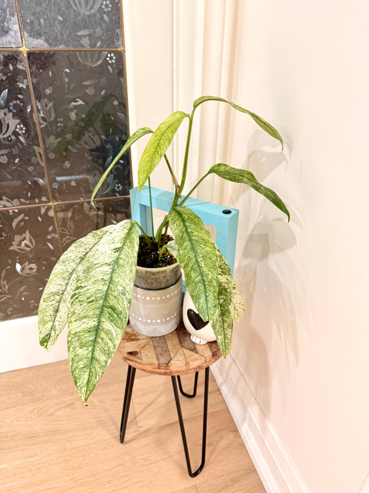 Rhaphidophora Gorilan Variegated