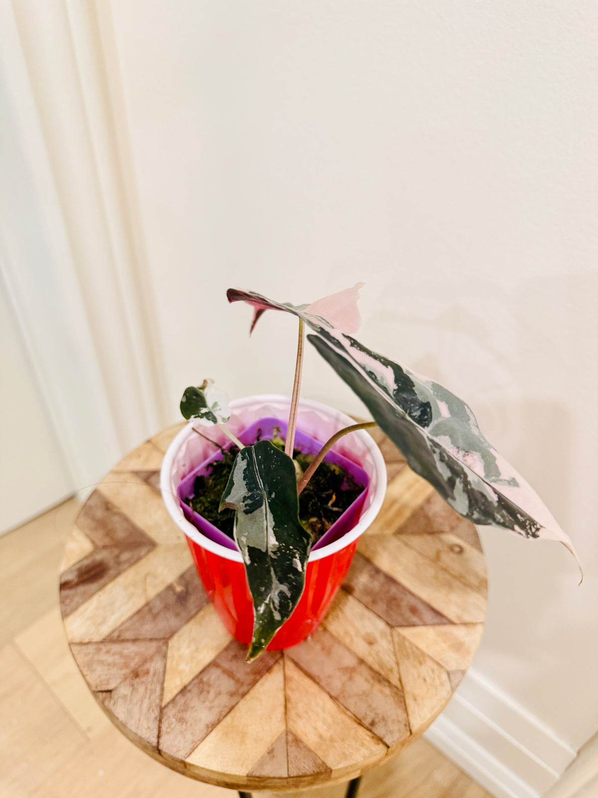 Alocasia Chantrieri Pink