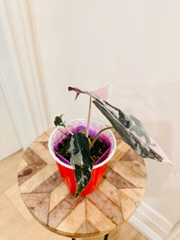 Alocasia Chantrieri Pink