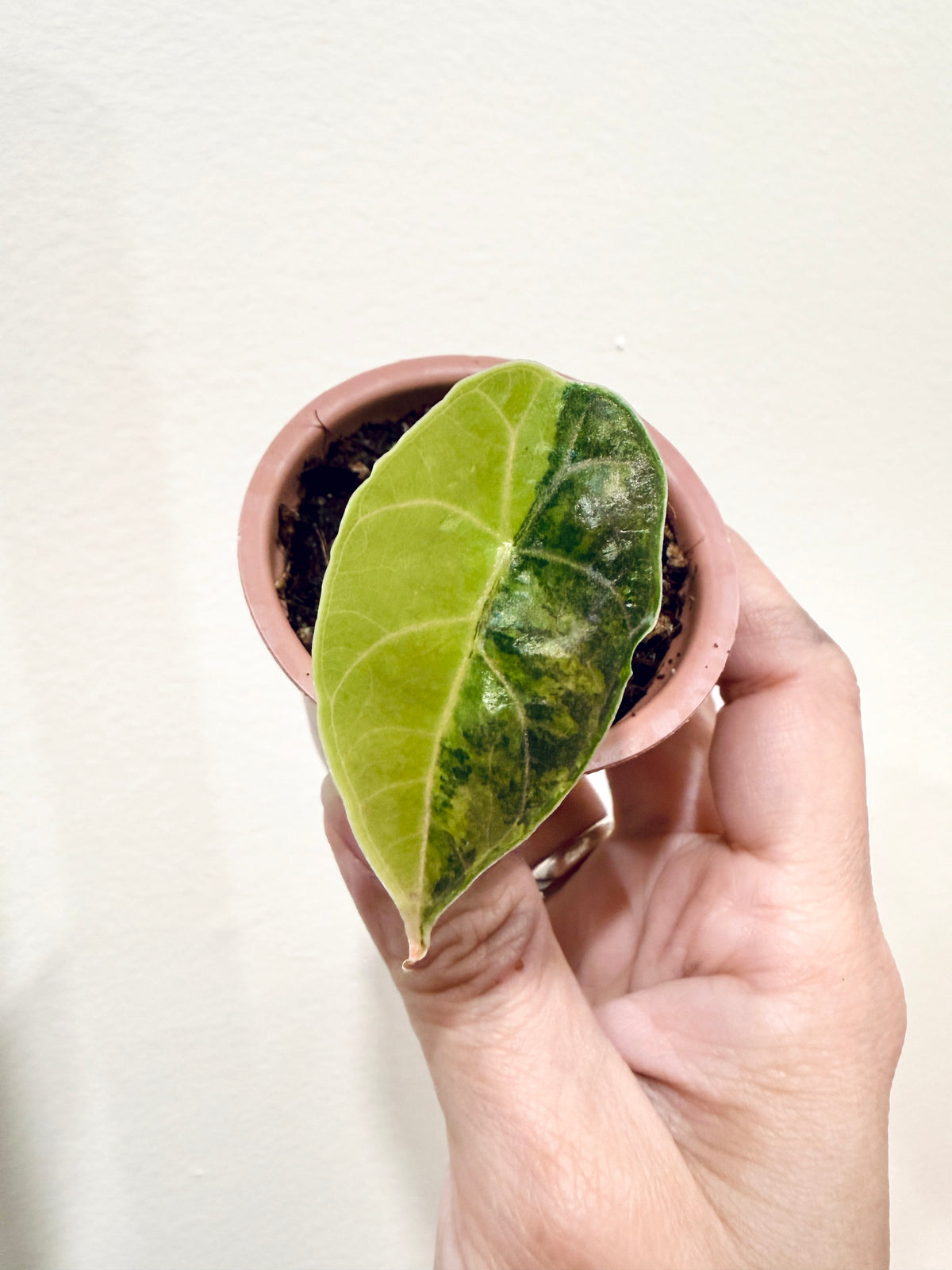 Alocasia Azlanii Aurea
