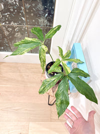 Anthurium clavigerum variegated