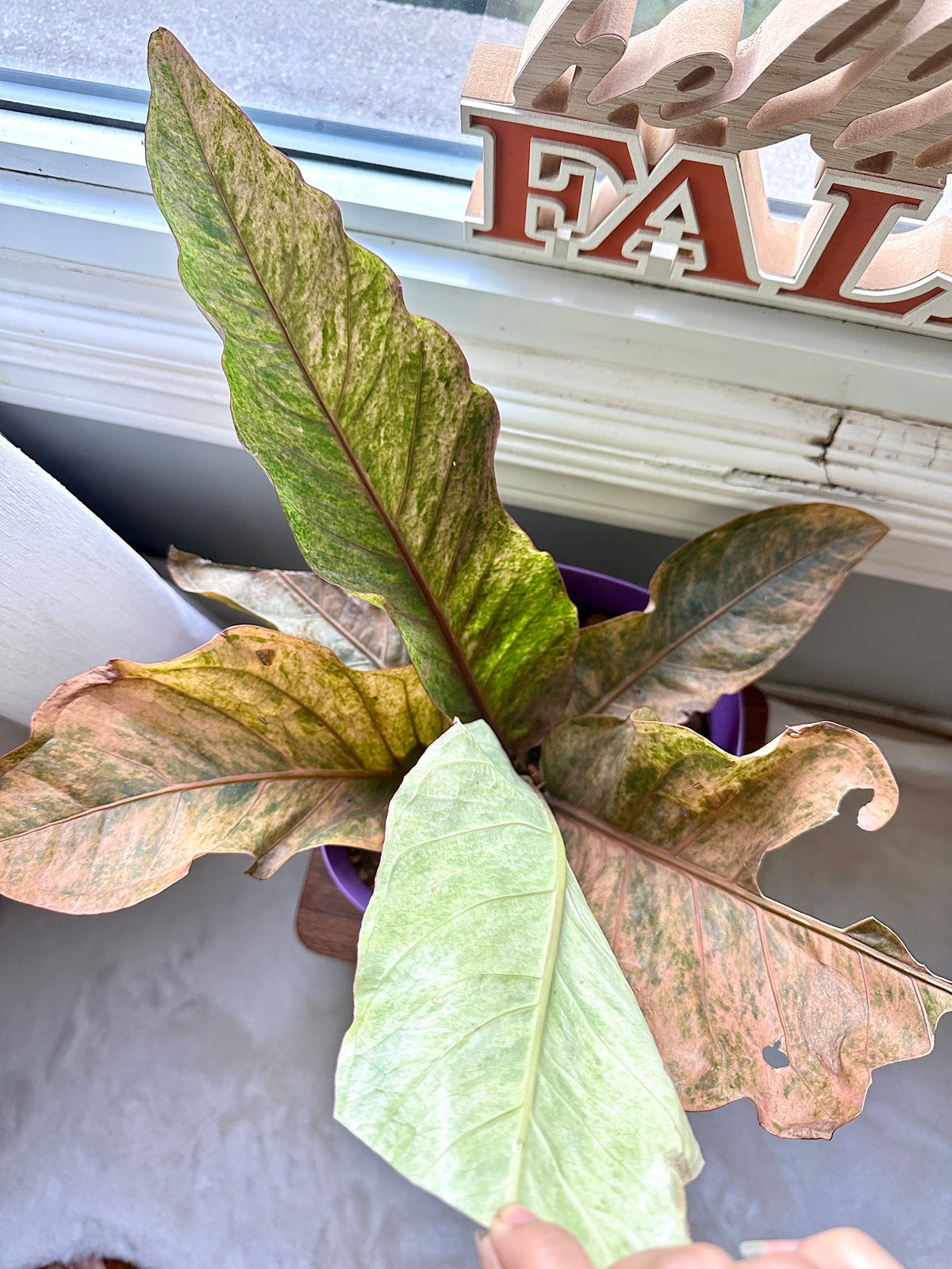 Anthurium Hookeri Pink Variegated