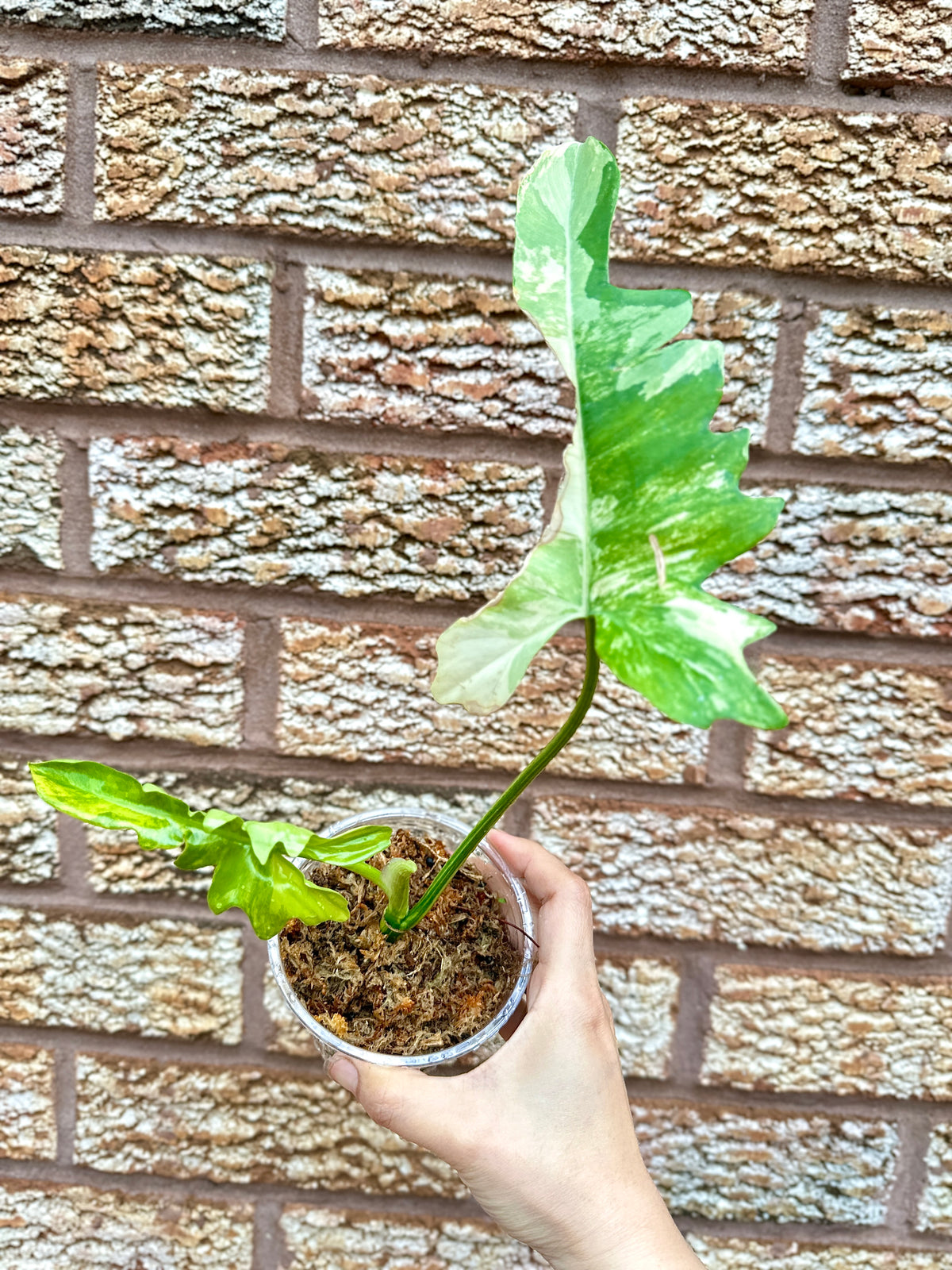 Philodendron Florida Beauty x Mayoi