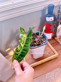 Philodendron Billietiae Variegated