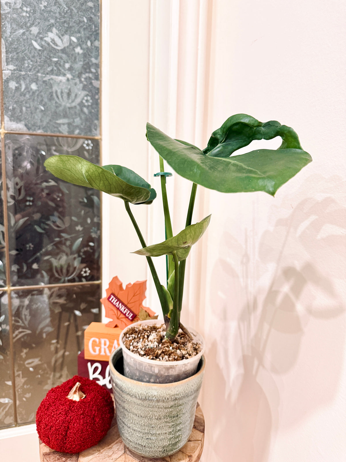Monstera Cupcake