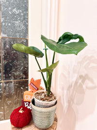 Monstera Cupcake