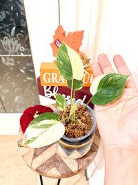 Homalomena Rubescens Albo