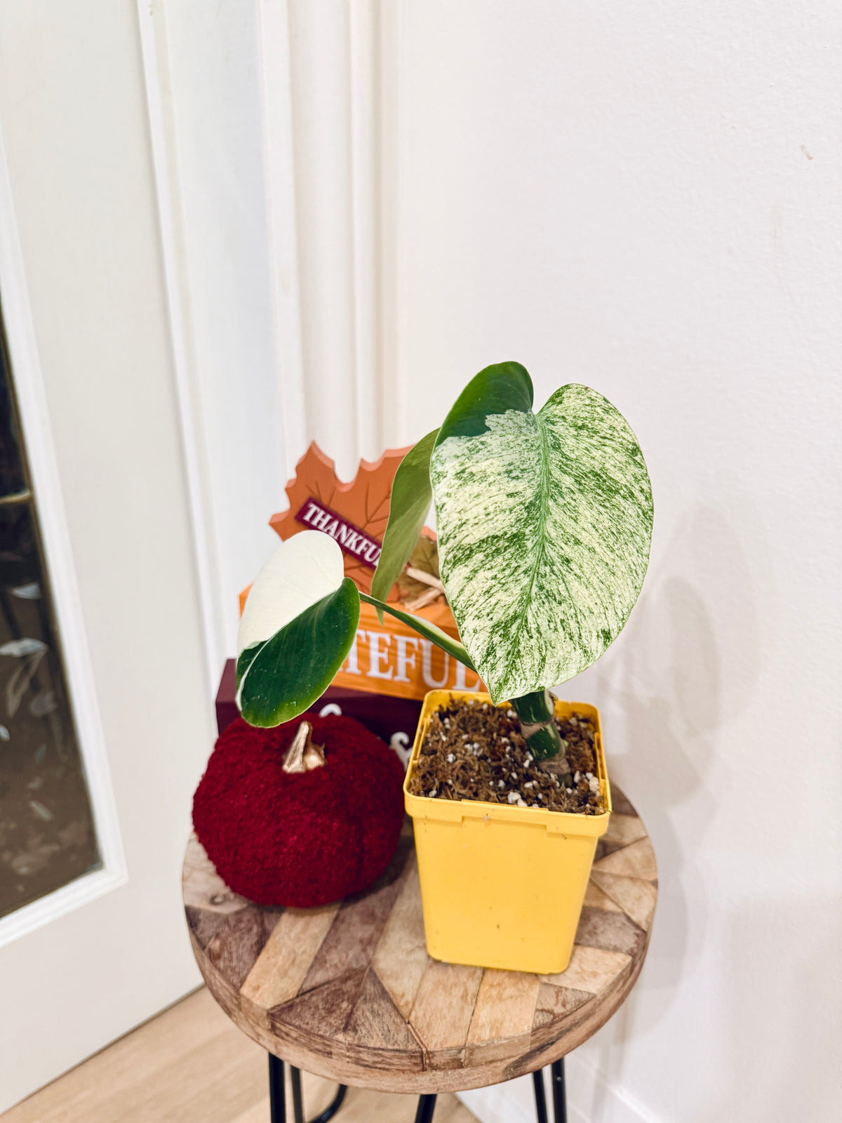 Monstera Jungle Mint