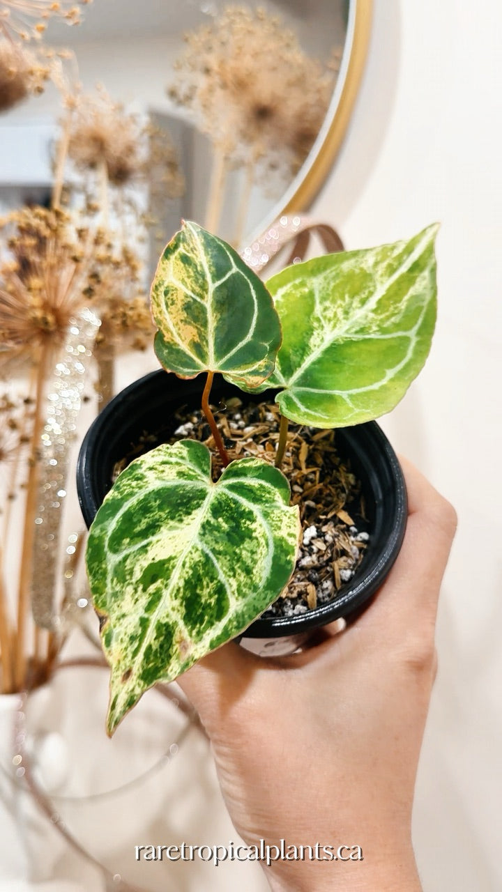 Anthurium Crystallinum Marble
