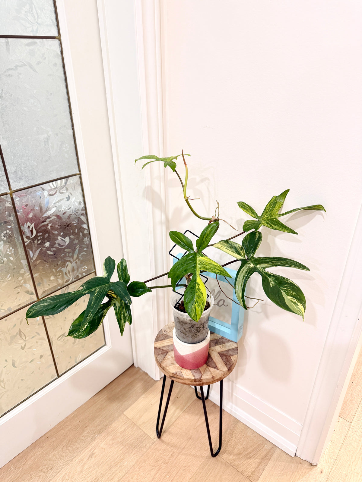 Philodendron Florida Beauty