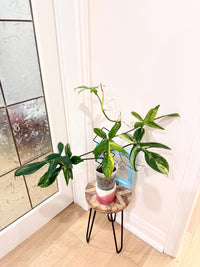 Philodendron Florida Beauty