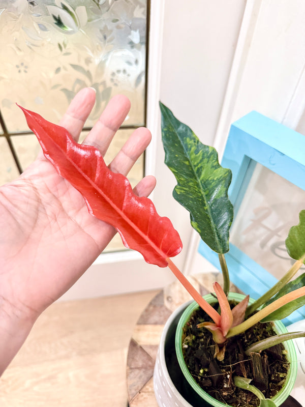 Philodendron Caramel Fire Tiger