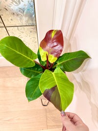Philodendron Red Moon Variegated