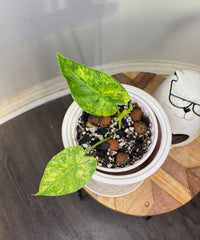 Alocasia Gageana Mint