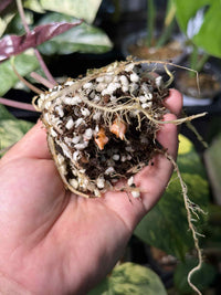 Alocasia Chantrieri Aurea Corm