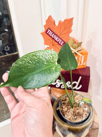 Monstera Devil