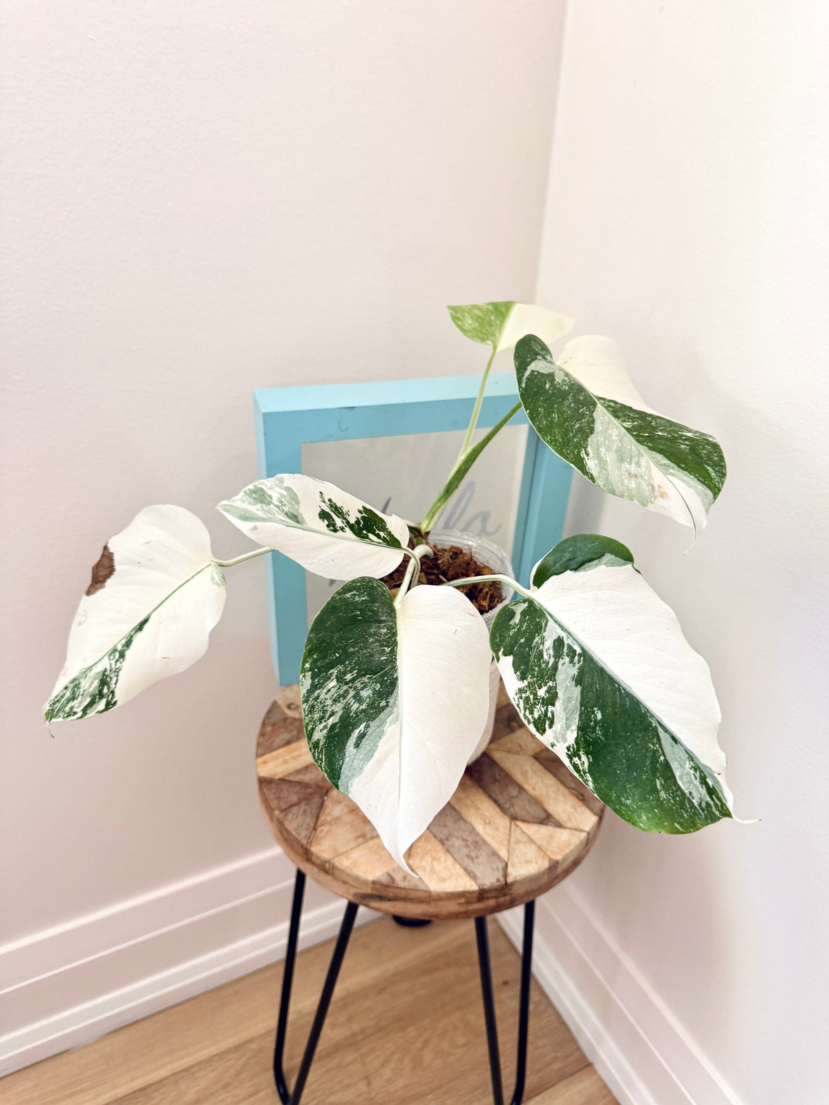 Monstera Albo