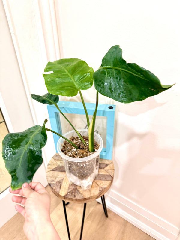 Monstera Zoombie