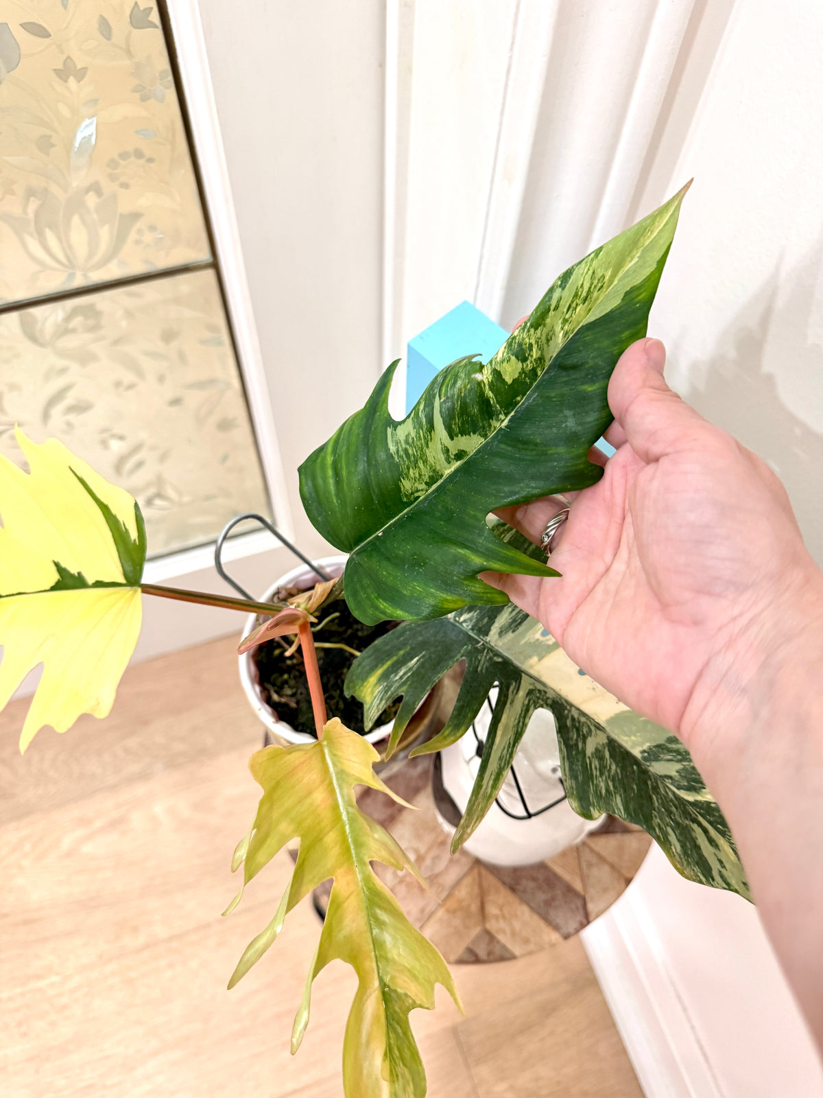 Philodendron Flobe x Tortum