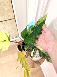 Philodendron Flobe x Tortum