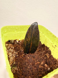 PINK ZZ PLANT