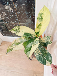 Variegated Dieffenbachia "Big Ben"