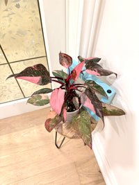 Philodendron Pink Princess Galaxy