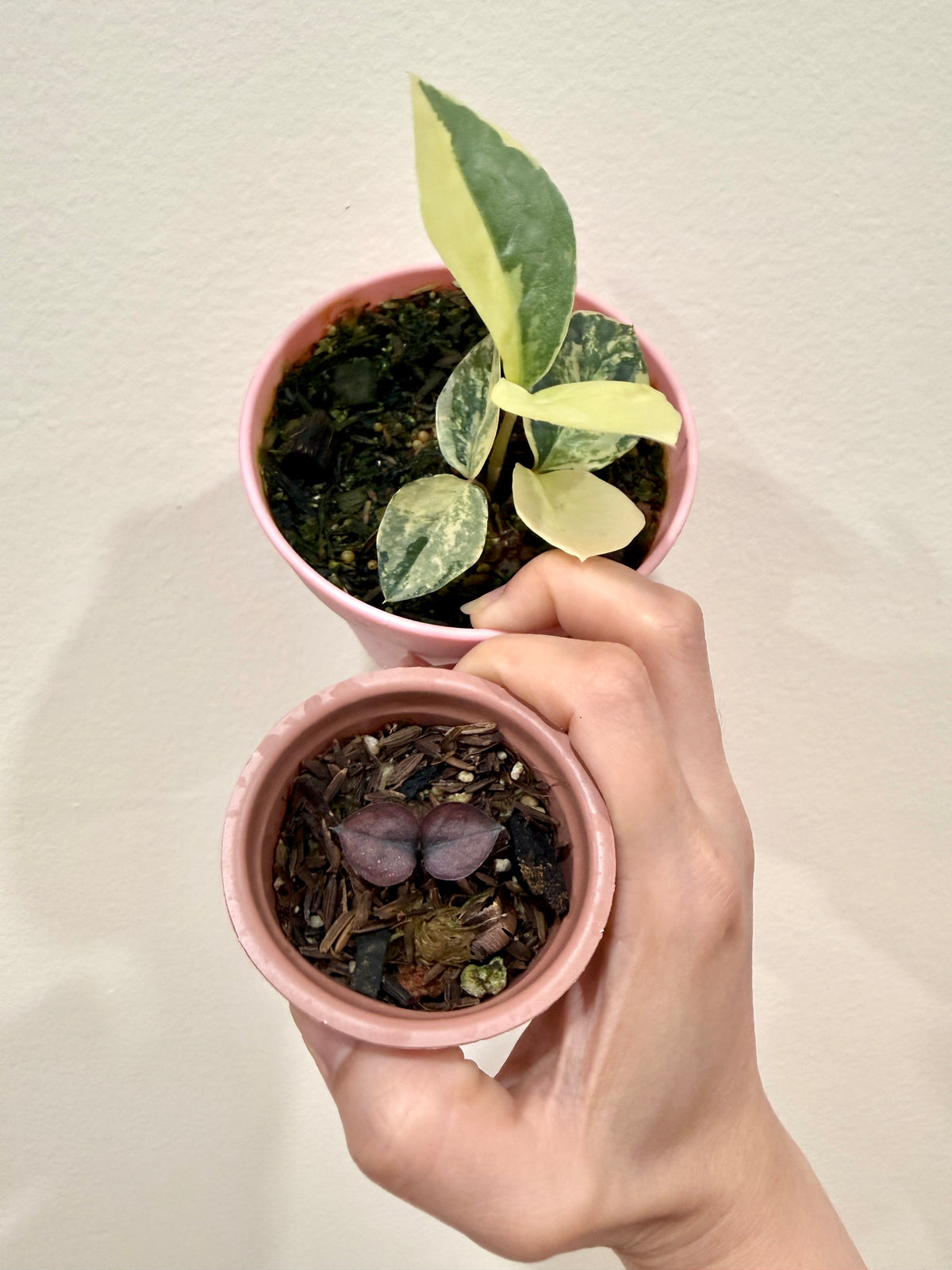ZZ Plant combo of 3