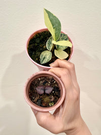 ZZ Plant combo of 3