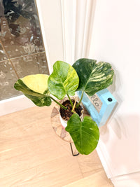 Philodendron White Knight Aurea/Tricolour