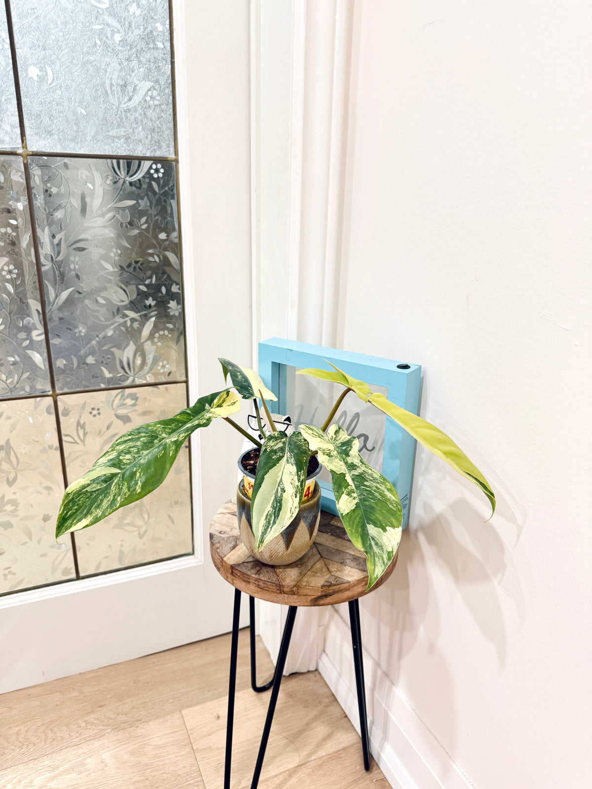 Philodendron Florida Beauty x Bobcee Variegated