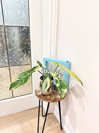 Philodendron Florida Beauty x Bobcee Variegated