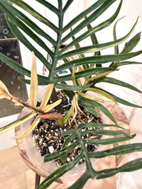 Philodendron Tortum Variegated