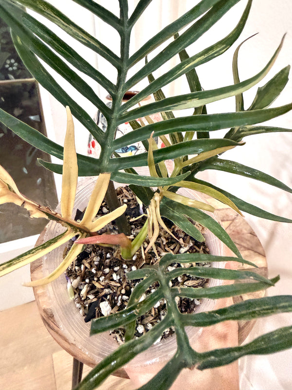 Philodendron Tortum Variegated