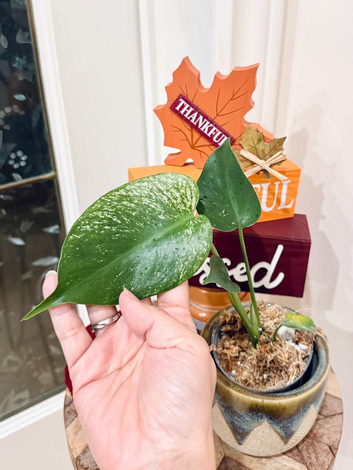 Monstera Devil