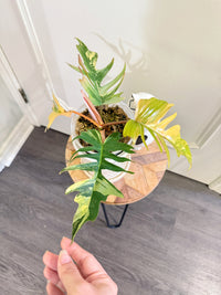 Philodendron Florida Beauty x Tortum Variegated