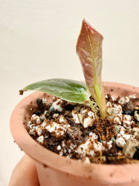 Alocasia Cuprea True Pink