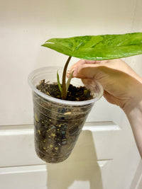Catherine's Plants