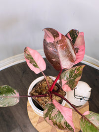 Philodendron Pink Princess Galaxy
