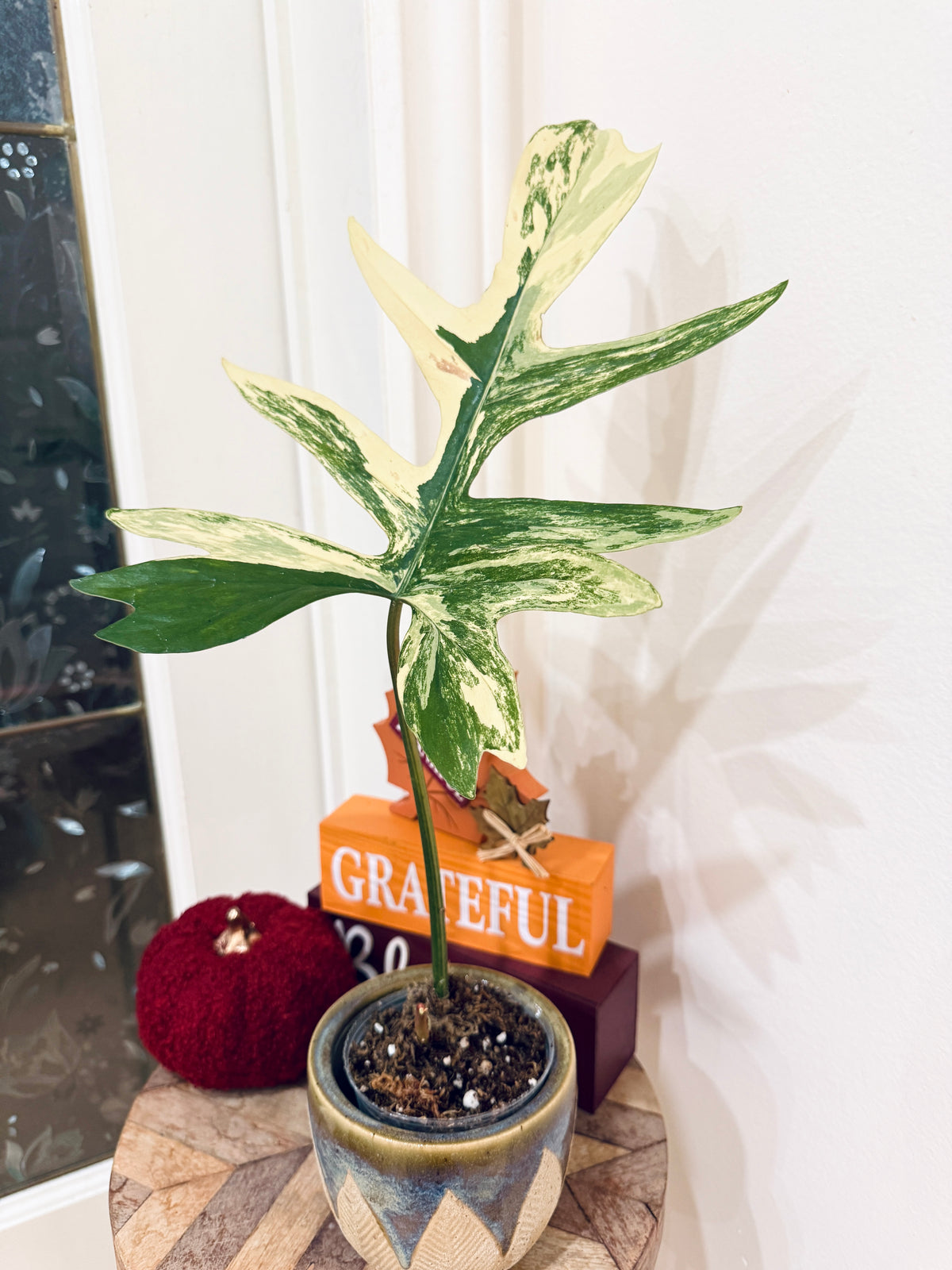 Philodendron (Florida x Mayoi) x Mayoi variegated