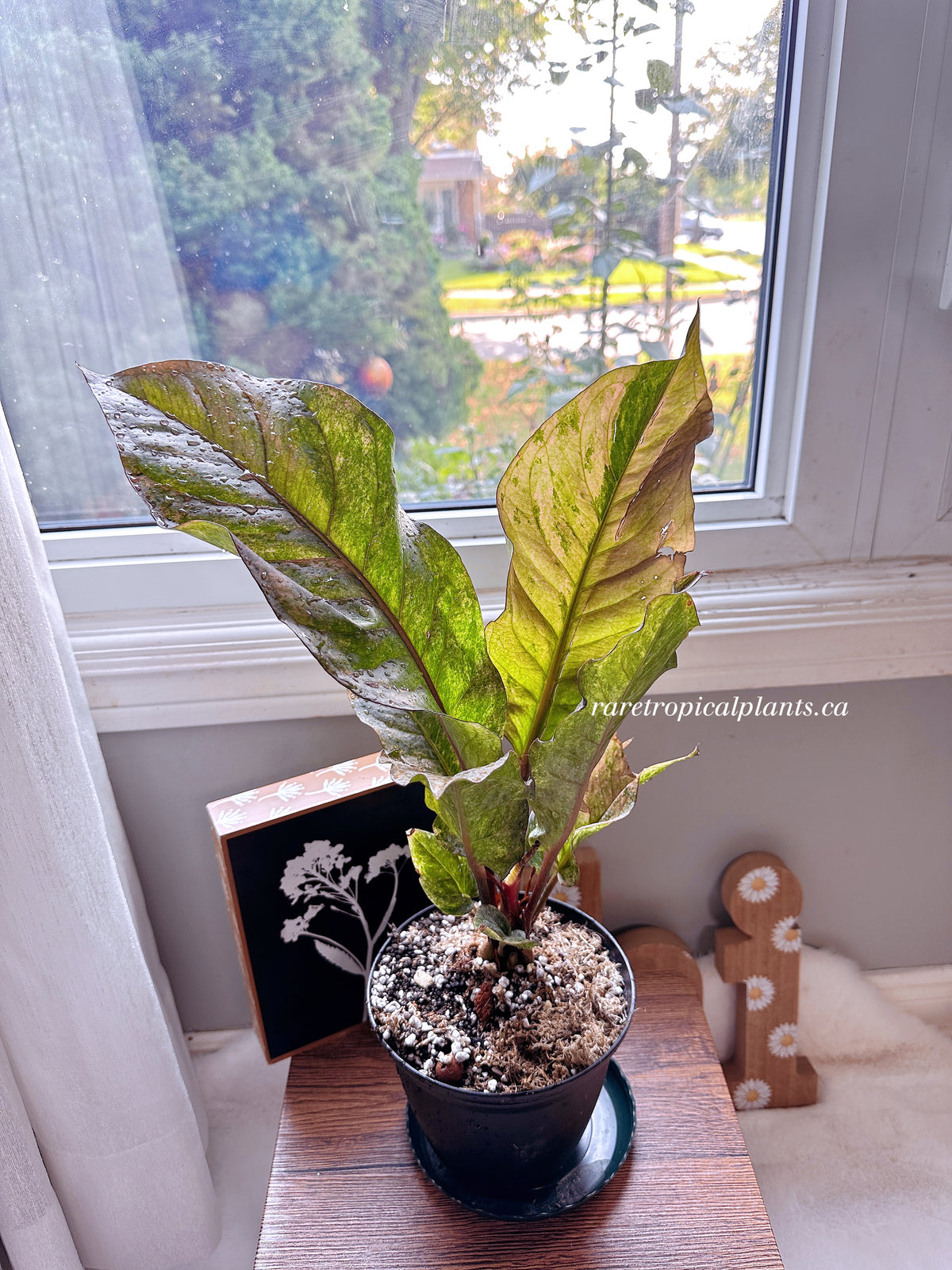 Anthurium Hookeri Pink