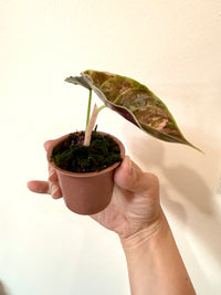 Alocasia Azlanii Pink Variegated